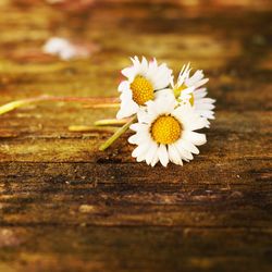 High angle view of white daisies on table