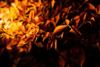 Close-up of flowers at night