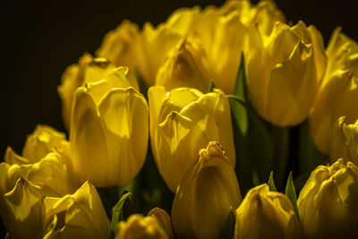 Close-up of yellow tulips