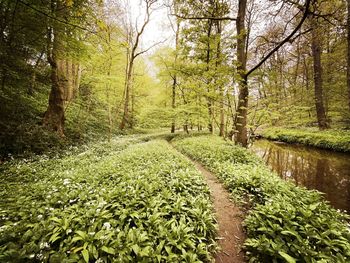 Trees growing in forest
