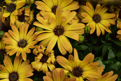 Close-up of yellow flowering plants