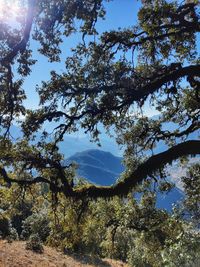 Low angle view of trees against sky in forest