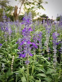 Close-up of purple flowers blooming outdoors