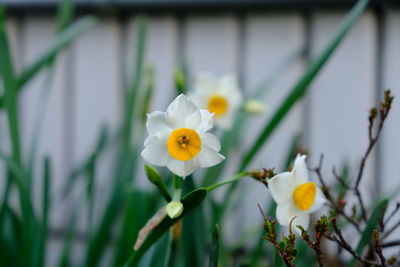 Close-up of yellow flowers blooming outdoors