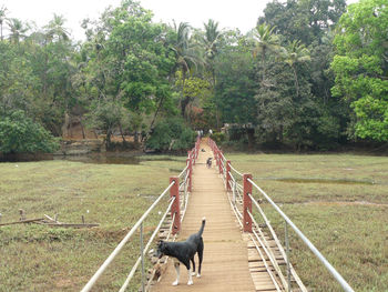 Dog walking on road