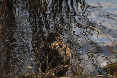 High angle view of mallard duck on lake