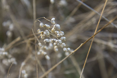 Close-up of flower