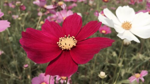 Close-up of red flowers