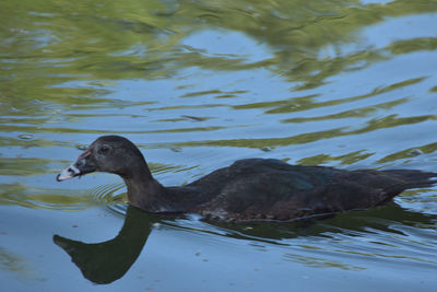 High angle view of duck swimming in lake