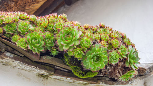 High angle view of potted cactus plant