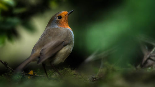 Close-up of a bird