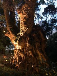 Low angle view of tree trunks in forest