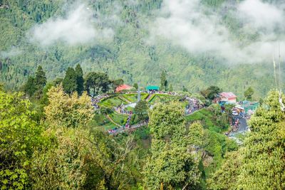 High angle view of trees in forest