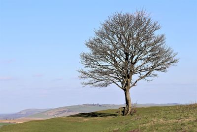 Bare tree on field against sky