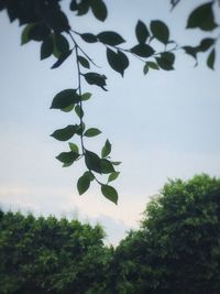 Low angle view of tree against sky