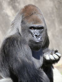 Close-up of animal head