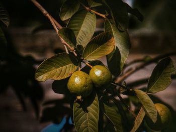 Close-up of fruits growing on tree