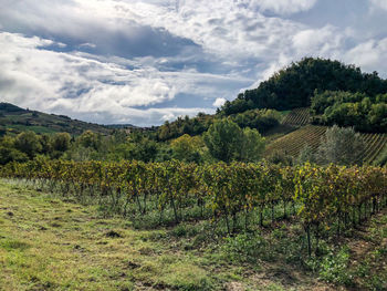 Scenic view of vineyard against sky