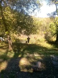 Dog standing on grassy field