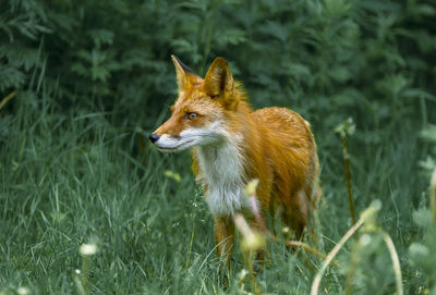 Fox in grass