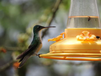 Close-up of bird perching on feeder