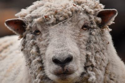 Close-up portrait of sheep