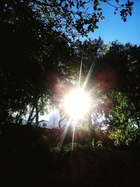 Low angle view of trees against sky