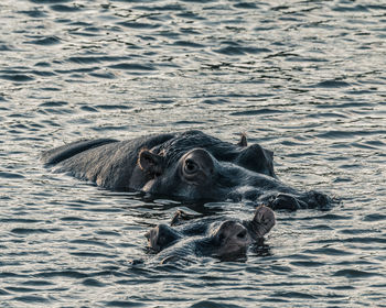 Hippos in a lake
