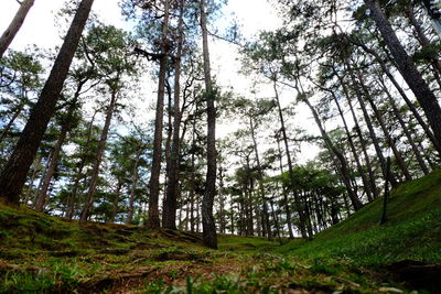 Low angle view of trees in forest