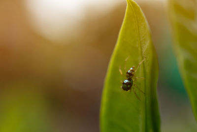 Close-up of insect on leaf