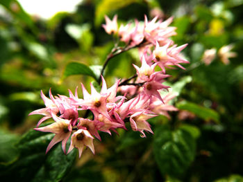Close-up of pink flowers