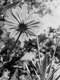 Close-up of flower blooming outdoors