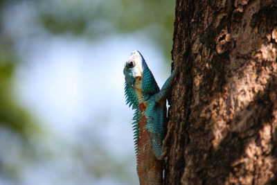 Close-up of lizard on tree trunk