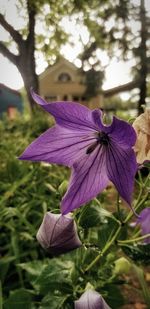 Close-up of purple flowering plant