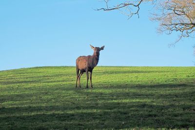 Horse standing on field against clear sky