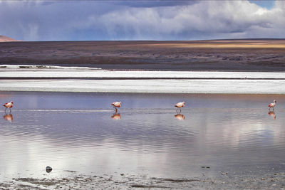 View of birds on beach