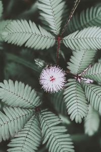 Close-up of flowering plant