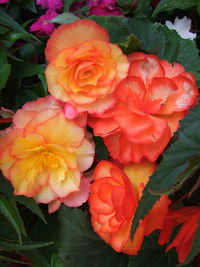 Close-up of flowers