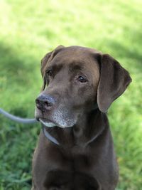 Close-up of dog looking away