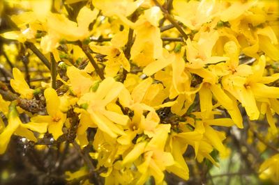 Close-up of yellow flowers