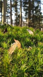 Close-up of leaves on tree in field