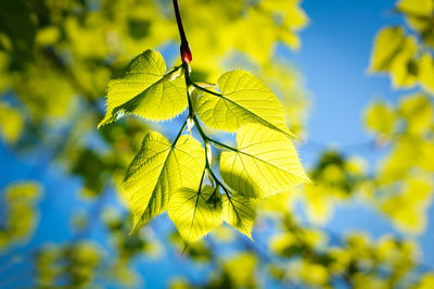 Close-up of leaves on branch