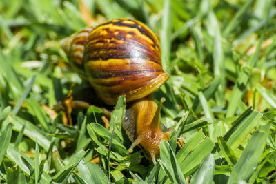 Close-up of snail on grass