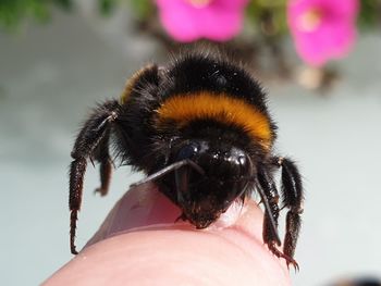 Close-up of insect on hand