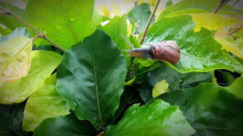Close-up of lizard on plant