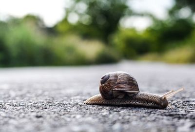 Close-up of snail on street