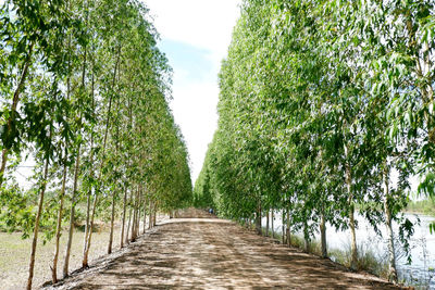 Footpath amidst trees against sky