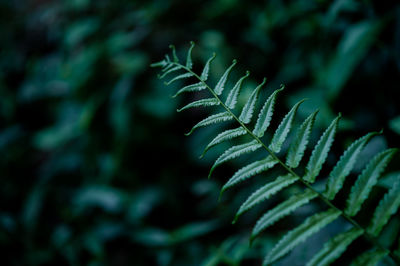 Close-up of succulent plant