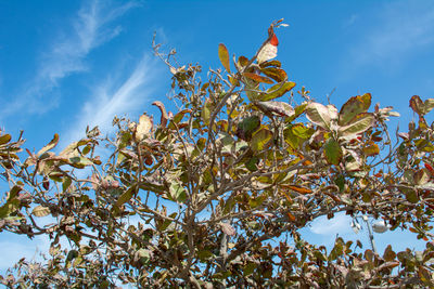 Low angle view of tree against sky