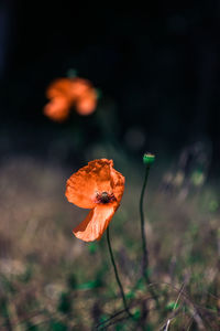 Close-up of orange flower on field